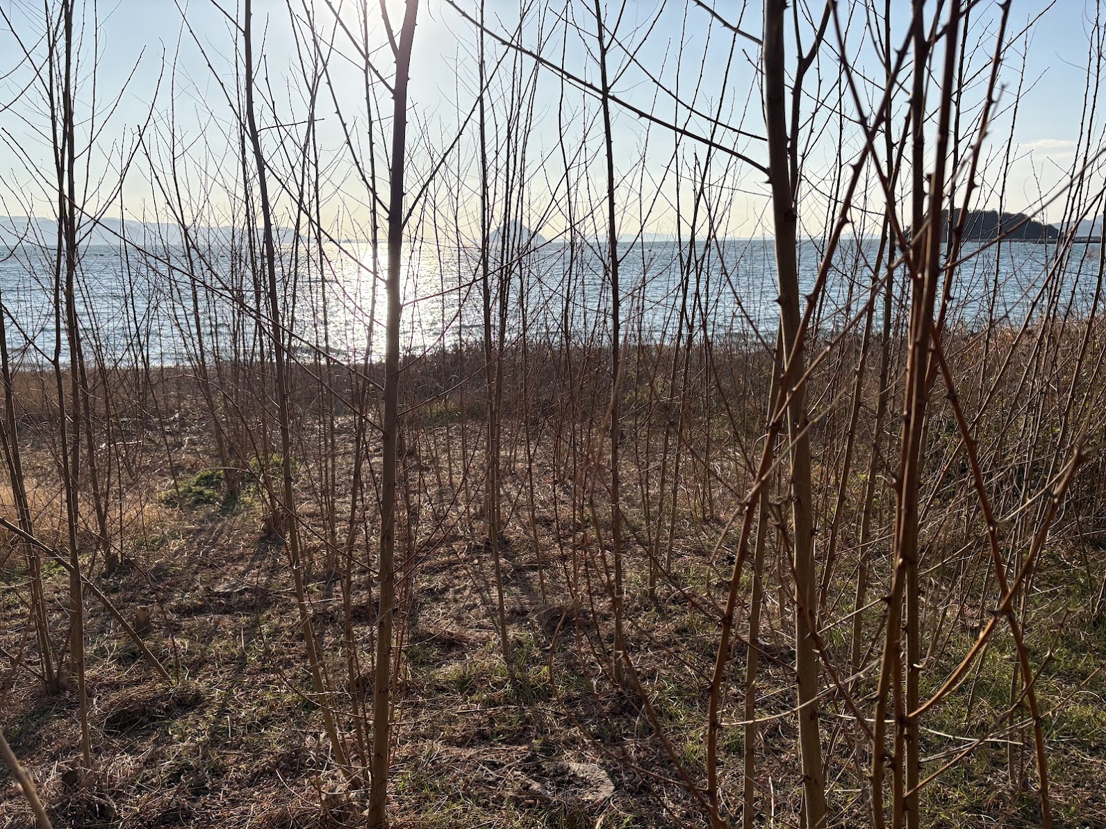 ニセアカシアの浜 写真