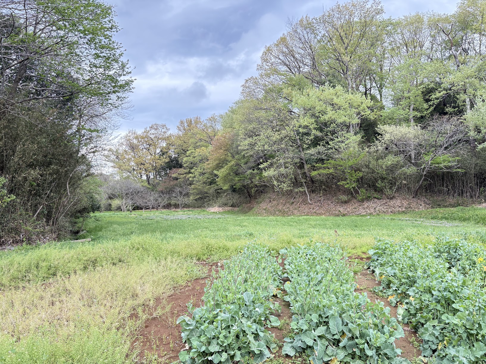 坂浜の田んぼ 写真